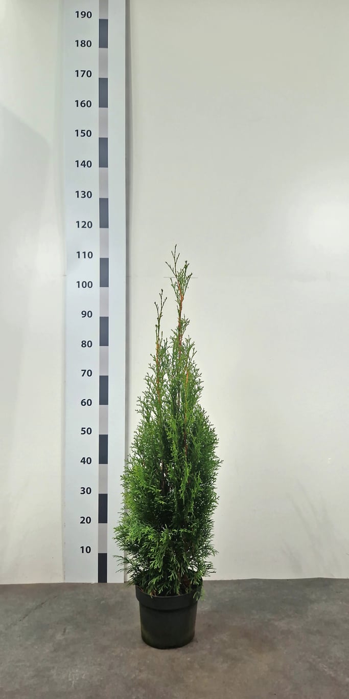 Thuja occ. 'Smaragd' - C3 80-100 CM